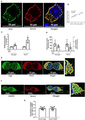 Stathmin-2 Mediates Glucagon Secretion From Pancreatic α-Cells